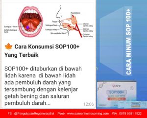 cara minum sop100+