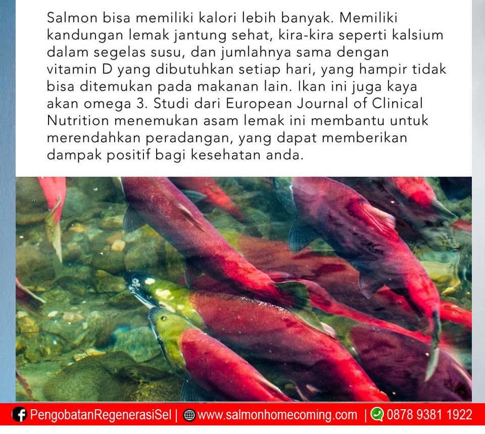 Manfaat Ikan Salmon