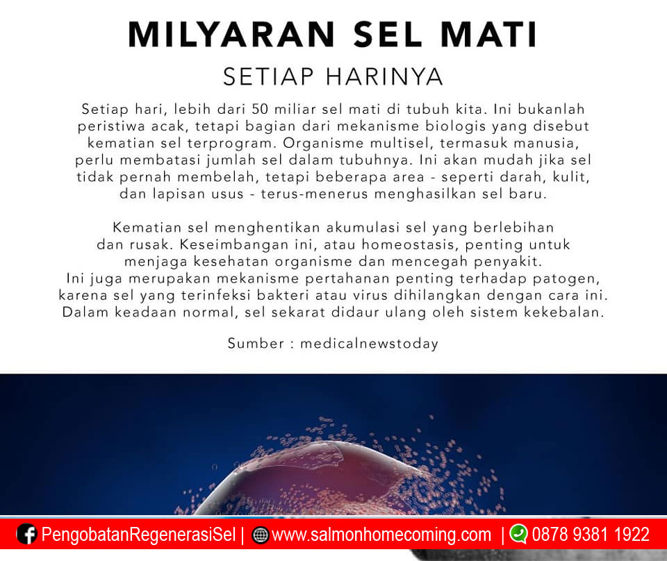 mekanisme kerja stem cell